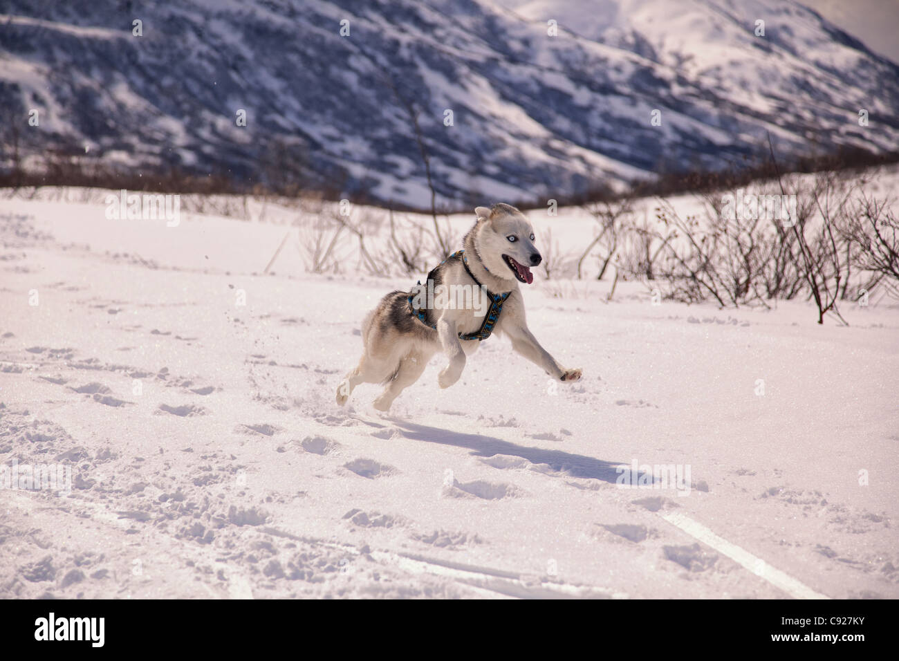 Siberian Husky wearing a skijoring harness runs on the snow covered Archangel Trail in Hatcher Pass, Talkeetna Mountains, Alaska Stock Photo