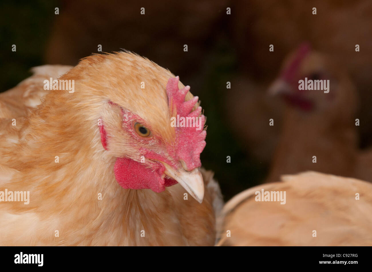 Close up of chickens at a farm in Palmer, MatSu Valley, Southcentral