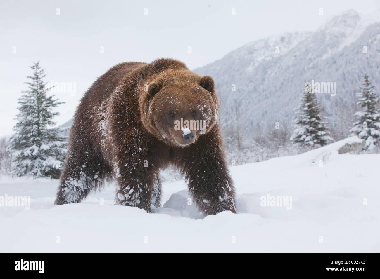 Adult Brown bear walking through fresh snow at the Alaska Wildlife Conservation Center, Southcentral Alaska, Winter, Captive Stock Photo