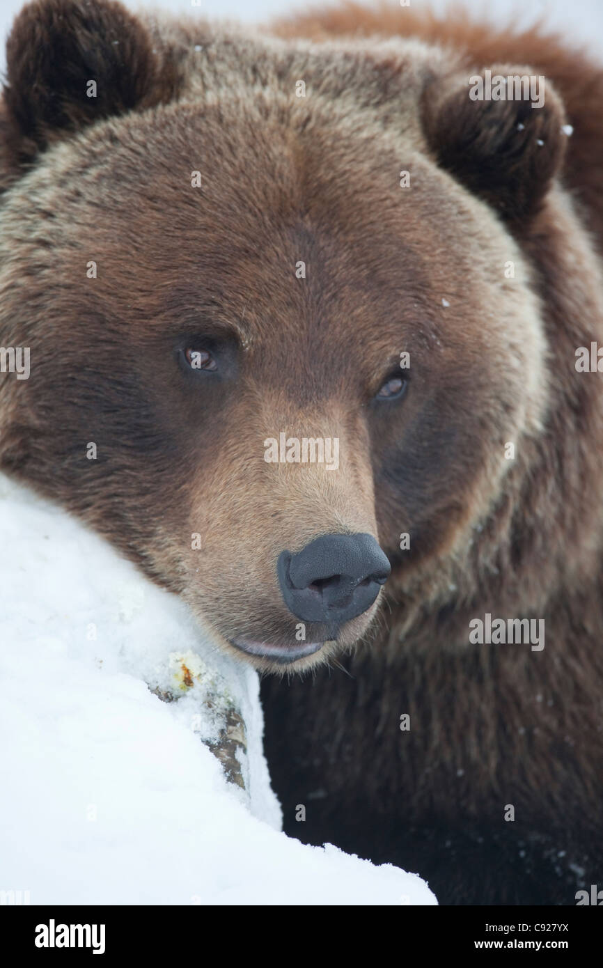 CAPTIVE: Adult Grizzly sow rests her head on a snowcovered log, Portage Valley, Alaska Stock Photo
