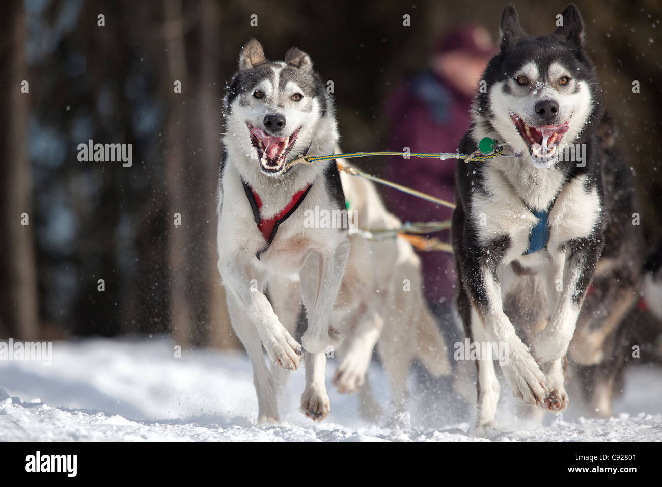 Brennan Norden's lead dogs running during the 2011 Iditarod Ceremonial