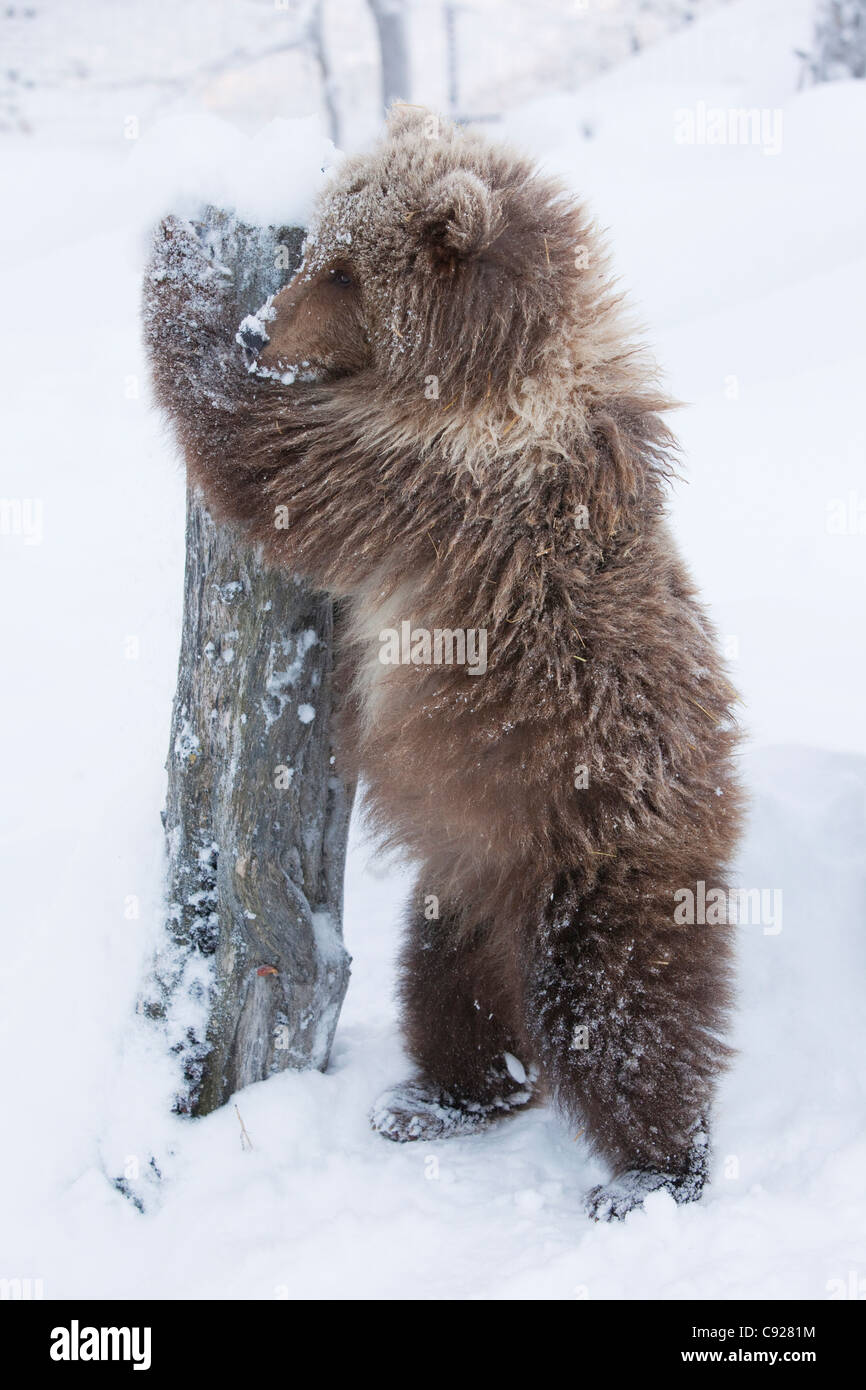 CAPTIVE female Brown bear cub from Kodiak stands and holds onto a log the Alaska Wildlife