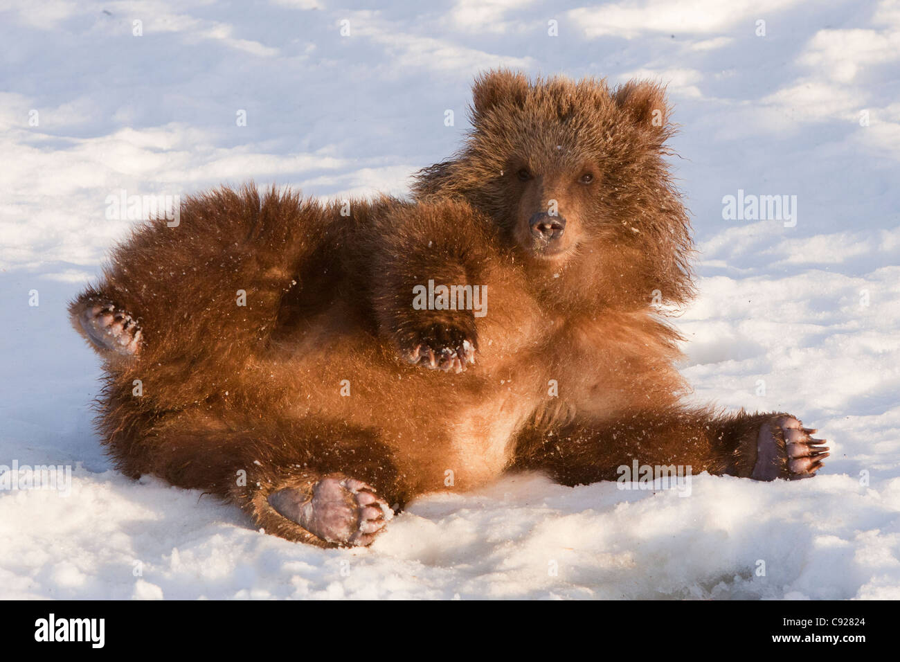 CAPTIVE: Female Kodiak Brown bear rolls in the fresh snow at the Alaska Wildlife Conservation Center, Southcentral Alaska Stock Photo