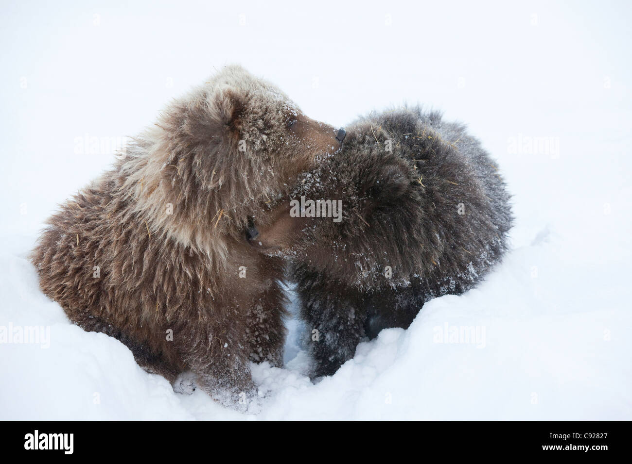 CAPTIVE: Male and female Kodiak Brown bear cubs snuggle together in the snow at the Alaska Wildlife Conservation Center, Alaska Stock Photo