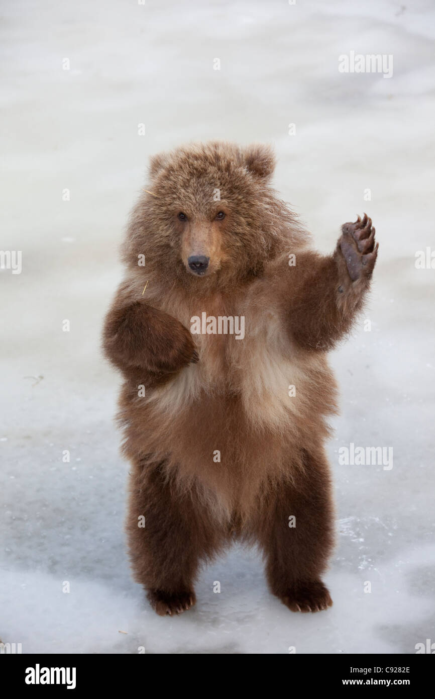 CAPTIVE: Female Brown bear cub from Kodiak stands on hind feet and waves with paw, Alaska Stock Photo