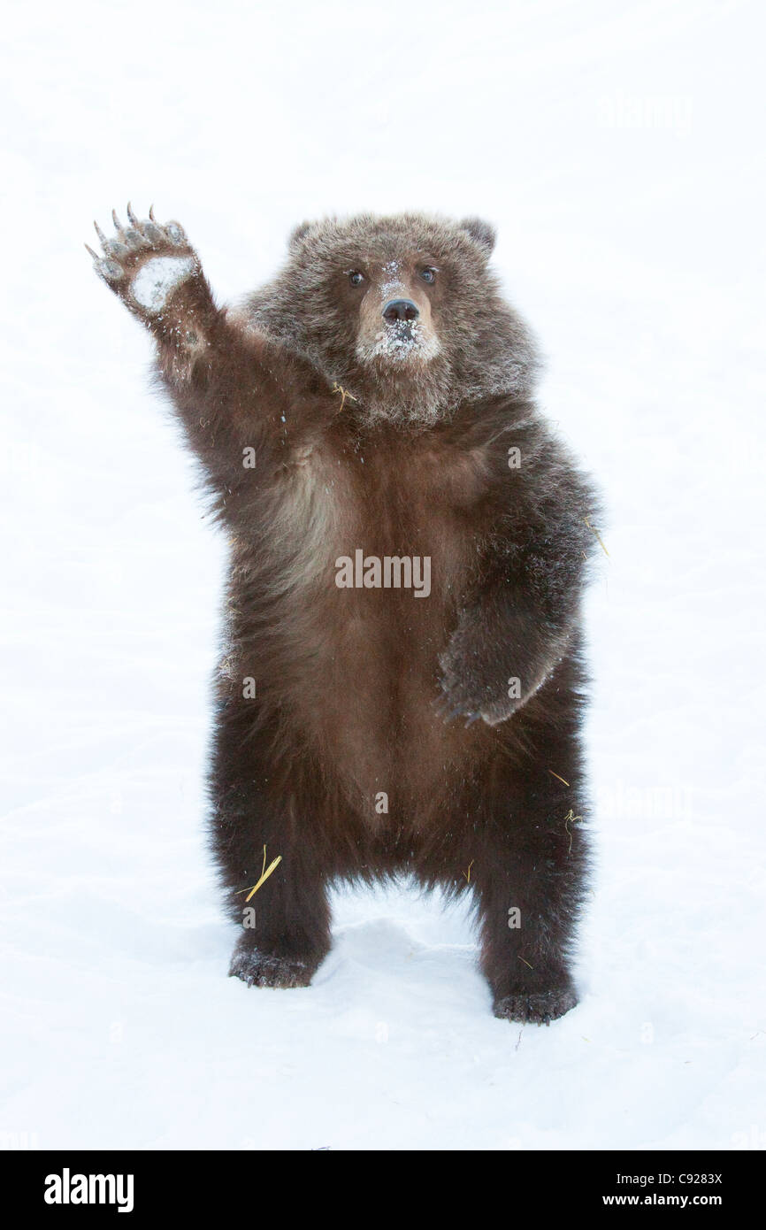 CAPTIVE: Male Brown bear cub from Kodiak stands on hind feet and waves with paw, Alaska Stock Photo