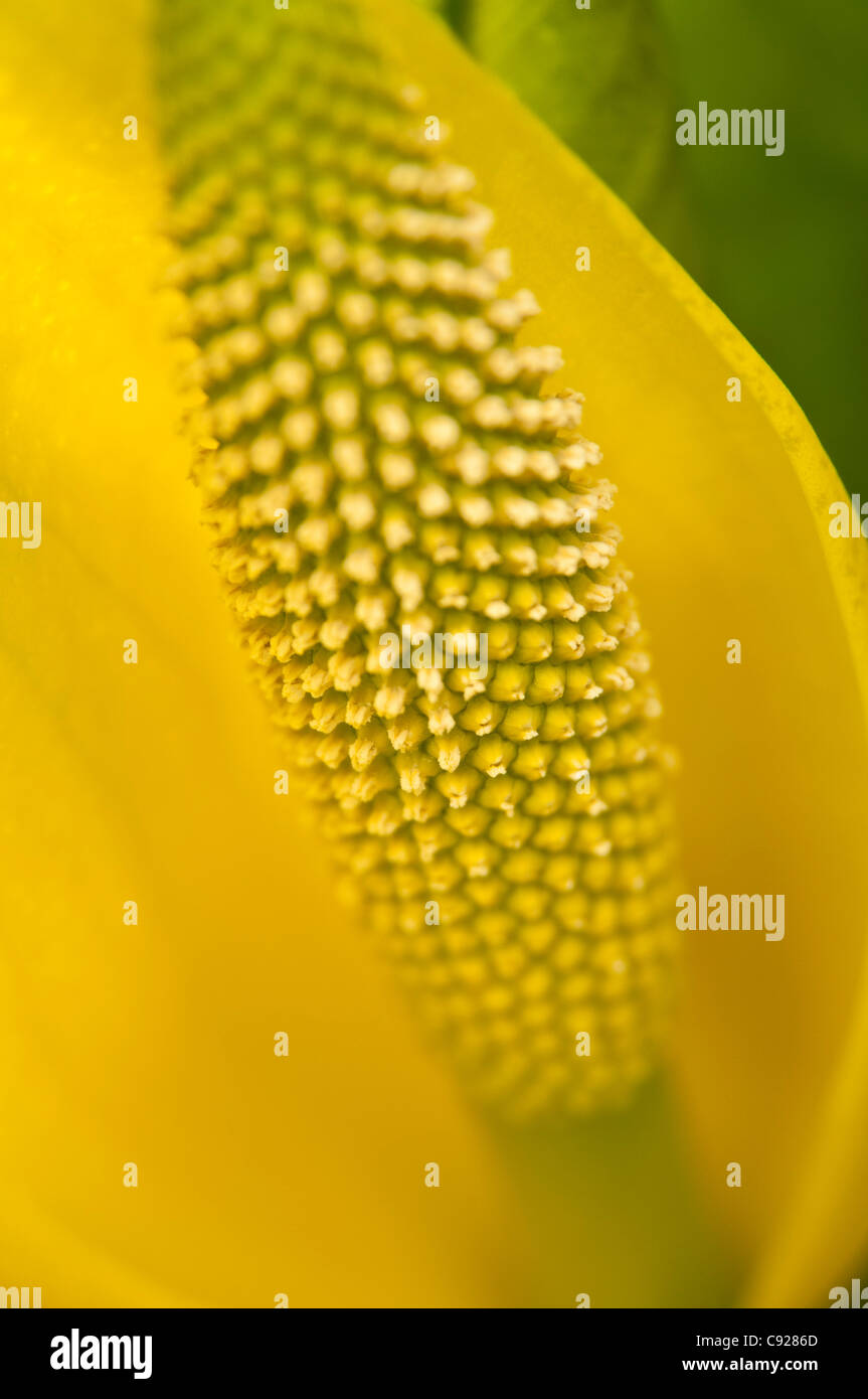 Close up of an American Skunk Cabbage bloom Chugach National Forest