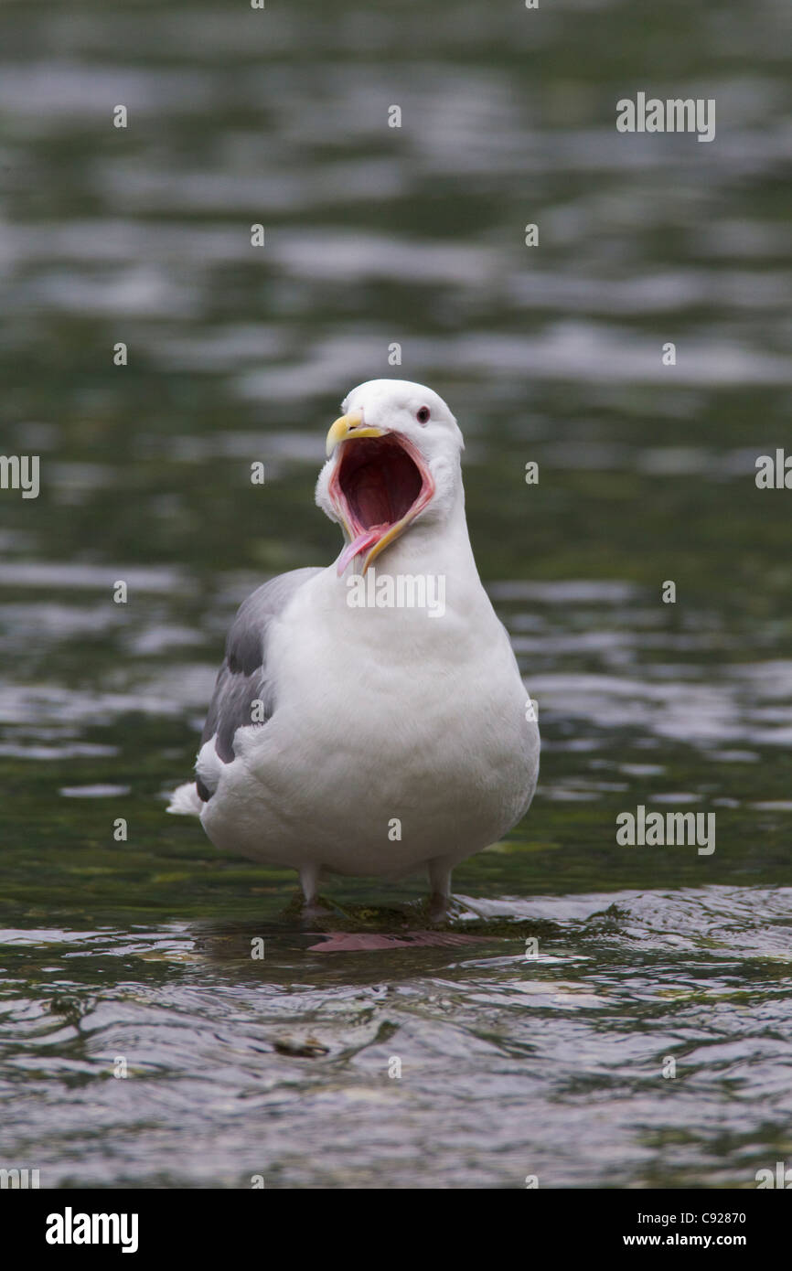 Glaucous-winged Gull yawning while standing in stream, Prince William Sound, Southcentral Alaska, Spring Stock Photo