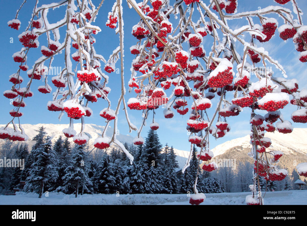 Bright red snow-covered Mountain Ash berries hang down from branches with scenic winterscape in the background, Alaska Stock Photo