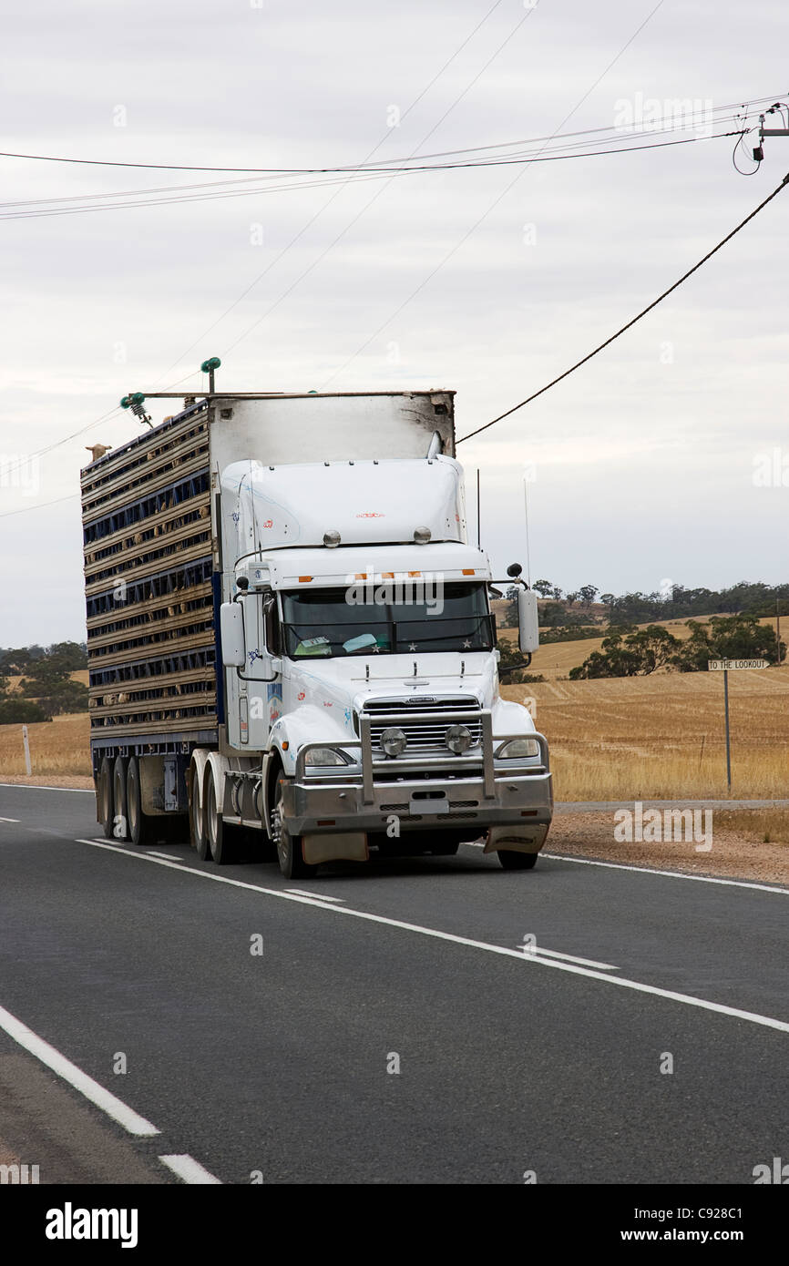Australia, South Australia, livestock transport Stock Photo Alamy