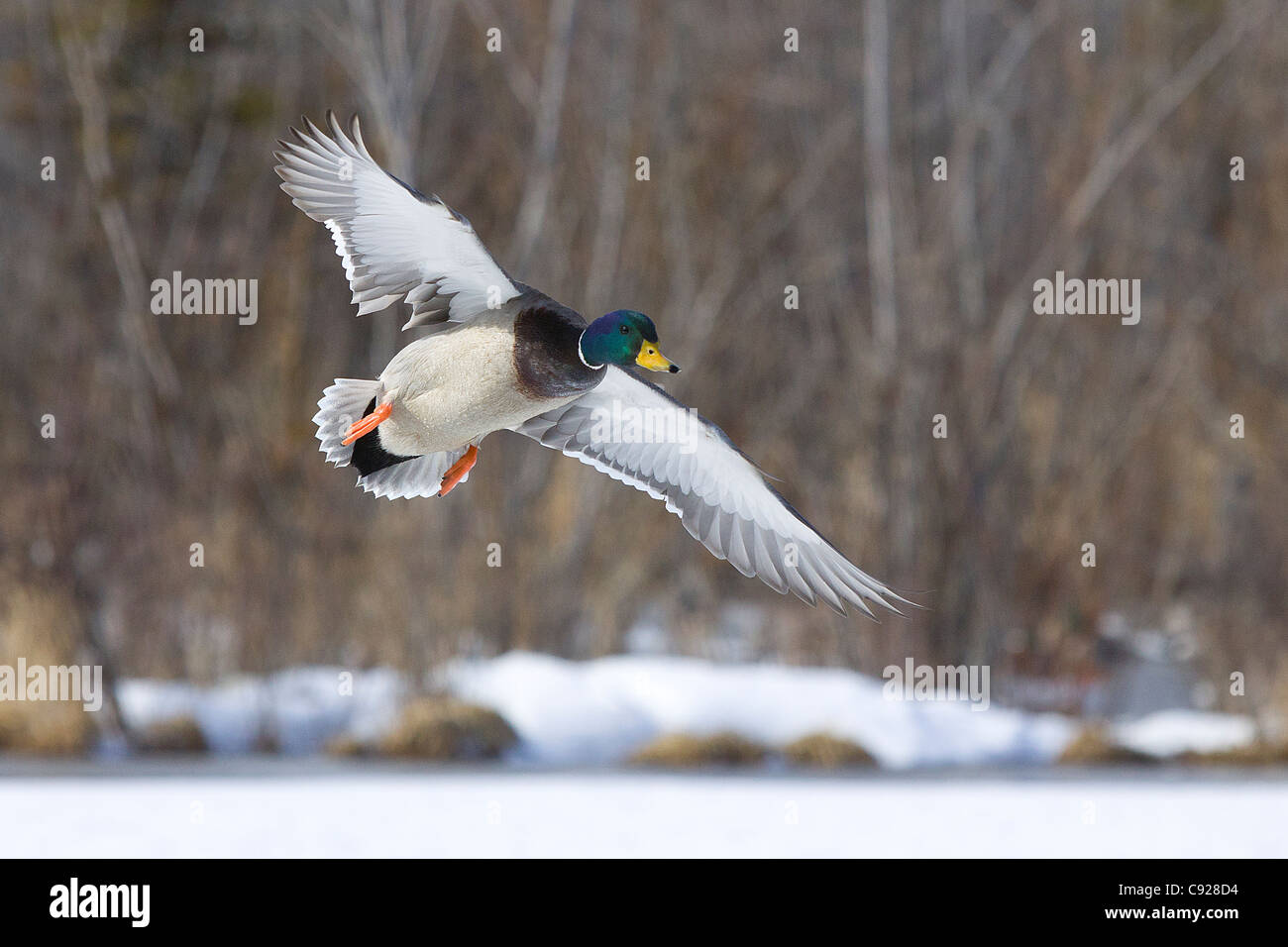 A Mallard drake flys over an Anchorage pond, Southcentral Alaska, Spring Stock Photo