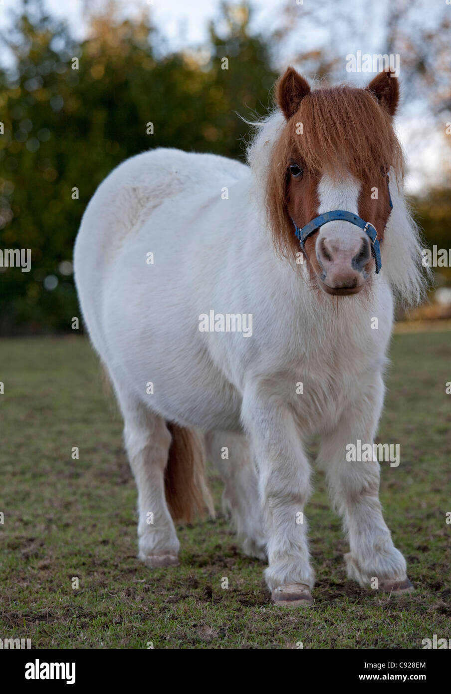 Brown and white miniature shetland pony Mickleton Cotswolds UK Stock Photo