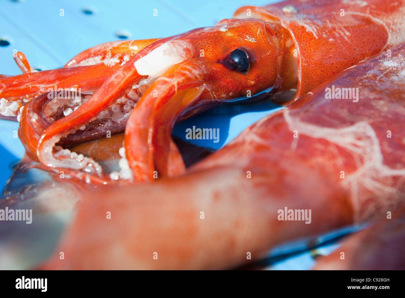 Close up of totano squid Stock Photo