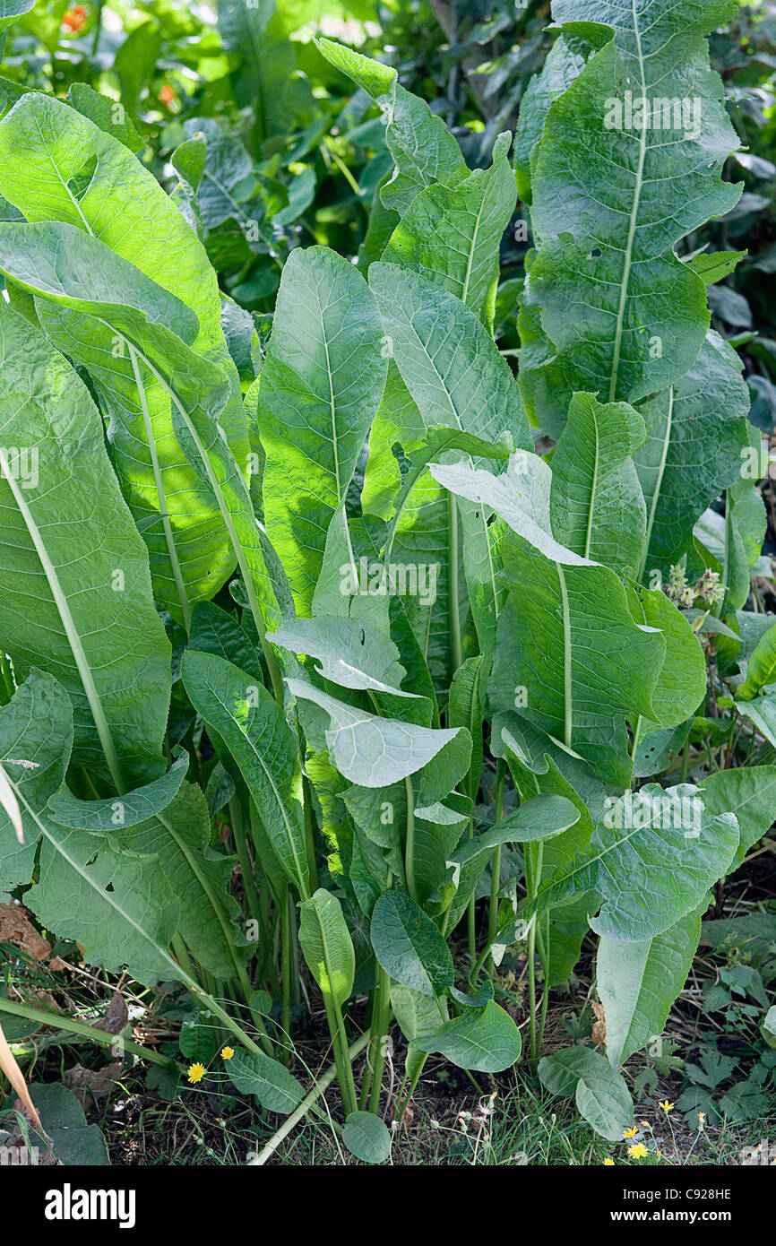 Horseradish Plants High Resolution Stock Photography and Images Alamy