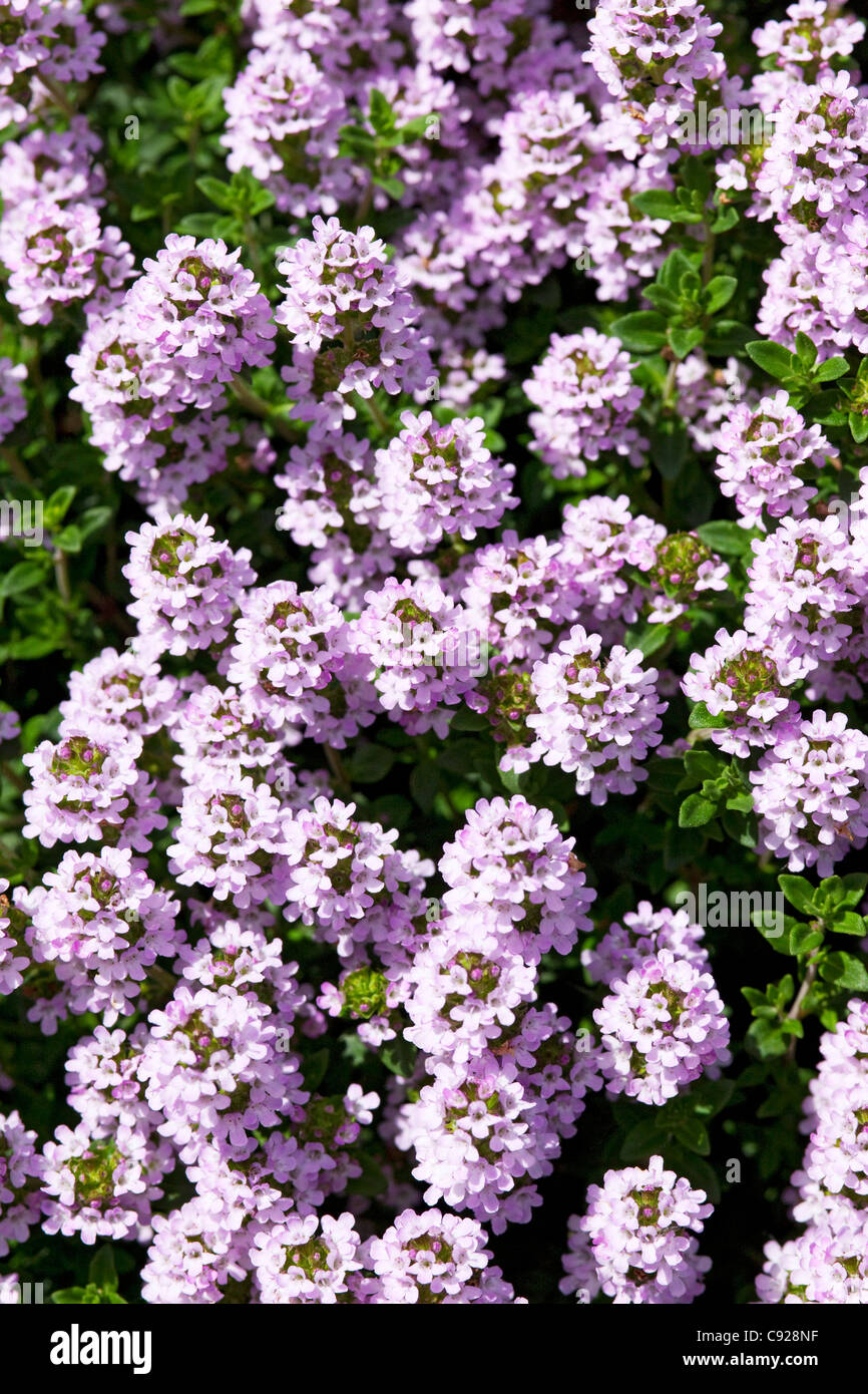 thymus flower thymus flower