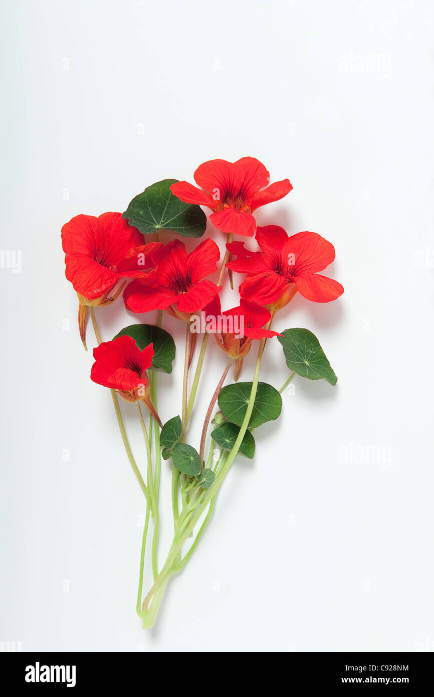 Tropaeolum majus (Nasturtium) stems with leaves and bright red flowers Stock Photo