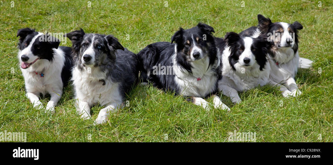 Five collies lying down Studley Flyball Event May 2011 UK Stock Photo