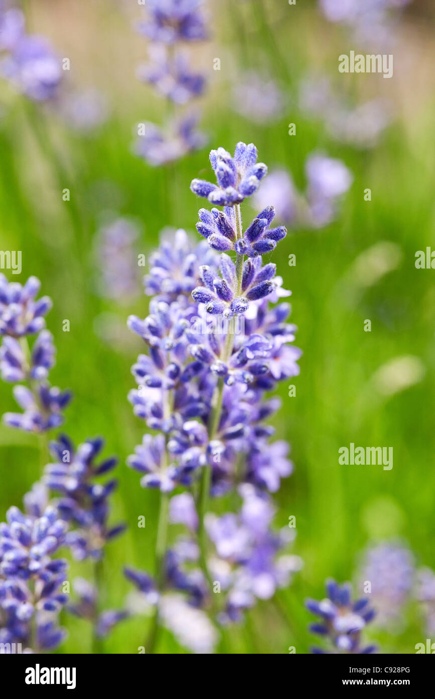 Lavandula angustifolia (English lavender, Narrow-leaved lavender), close-up Stock Photo