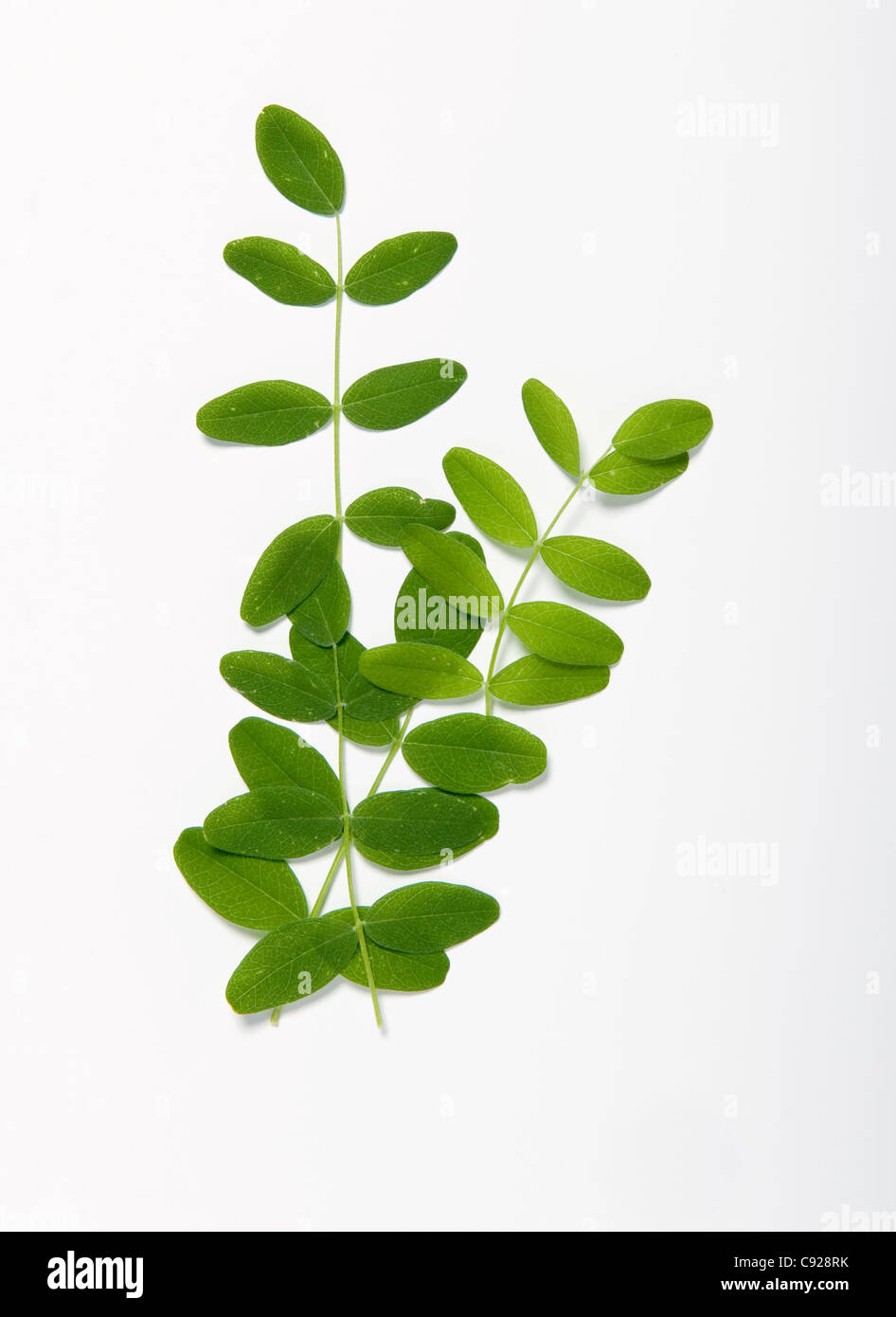 Astragalus Membranaceus, syn. Astragalus Propinquus, leaves Stock Photo