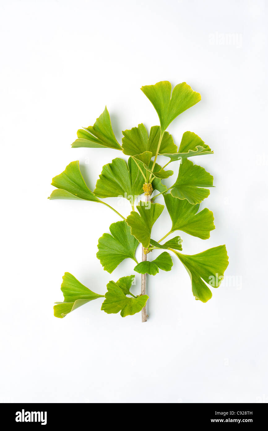 Ginkgo biloba (Ginkgo), sprig Stock Photo Alamy