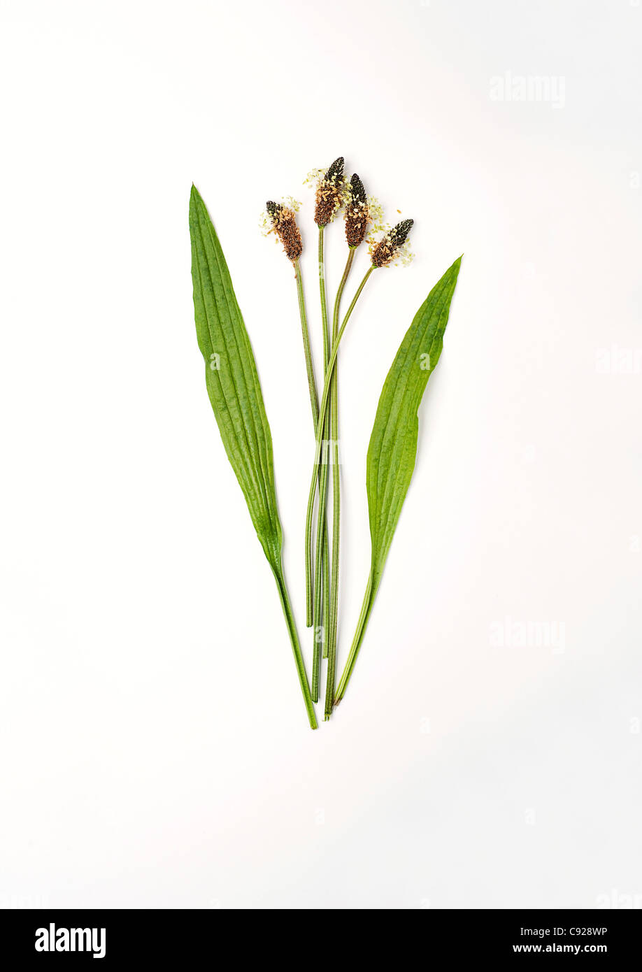 Plantago sp. (Plantain) leaves and seedheads Stock Photo
