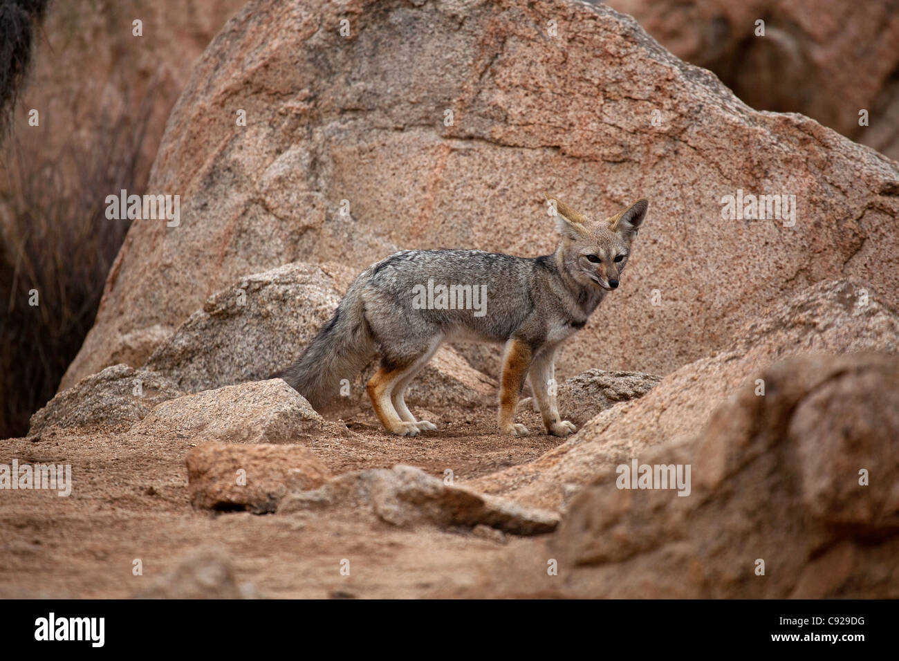 Chile, Parque Nacional Pan de Azucar, fox Stock Photo