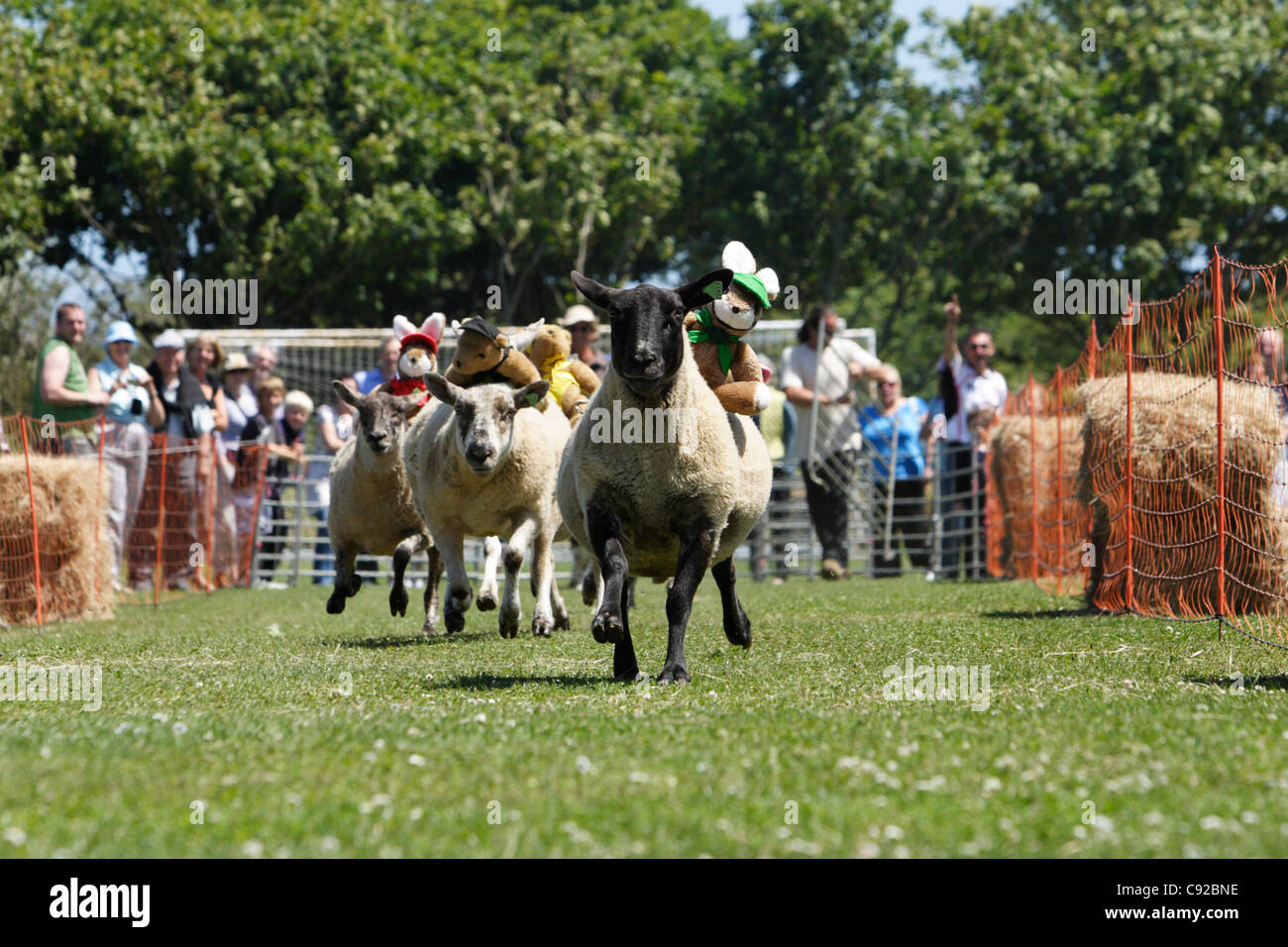 The quirky annual sheep racing, held on the Island of Sark in The Channel Islands, UK Stock Photo