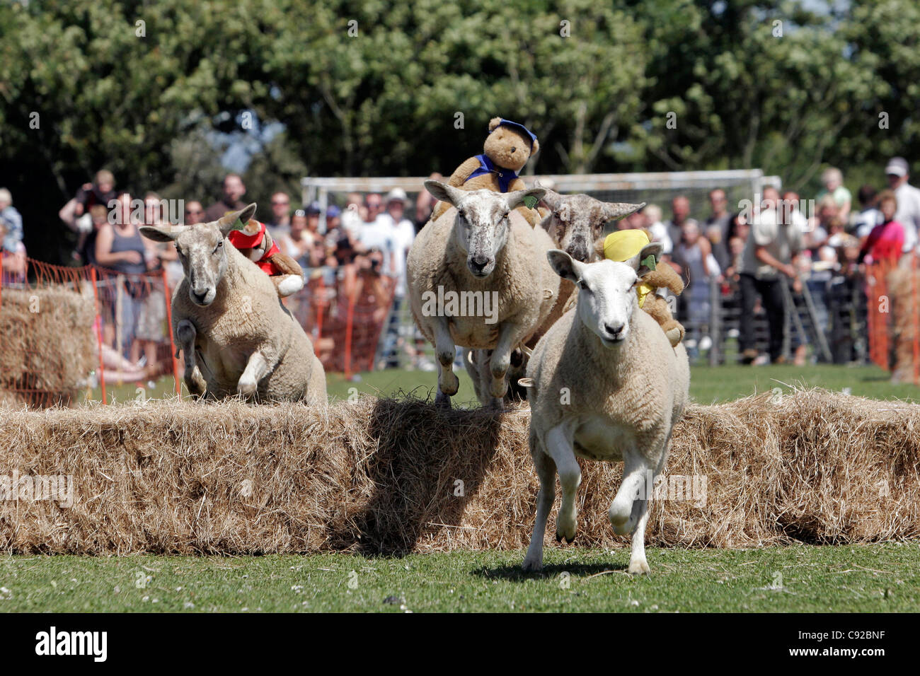 The quirky annual sheep racing, held on the Island of Sark in The Channel Islands, UK Stock Photo