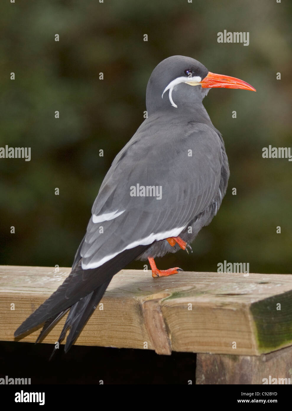 Inca Tern (lasrosterna inca) Stock Photo