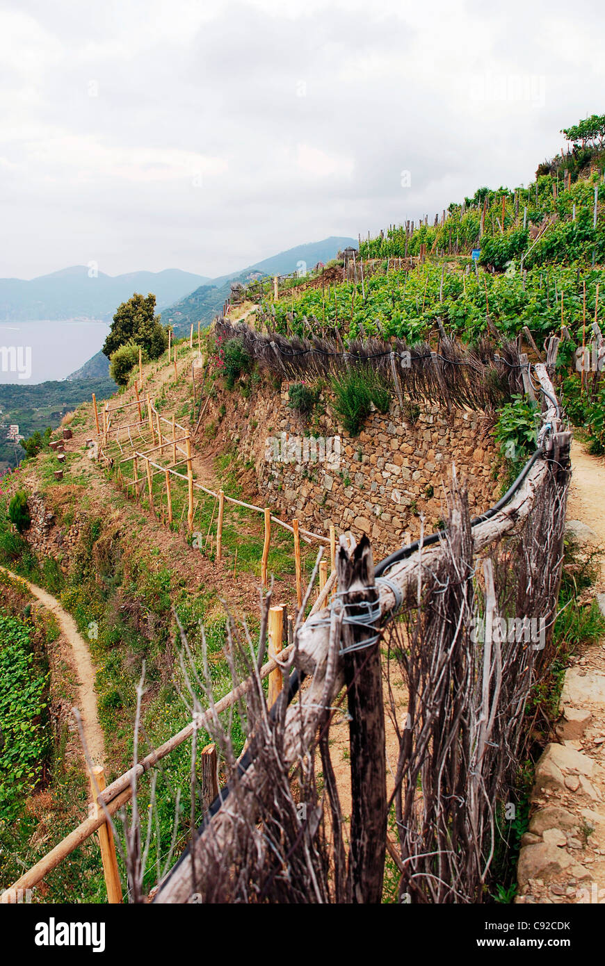 Italy, Liguria, Cinque Terre, Volastra, vineyard Stock Photo
