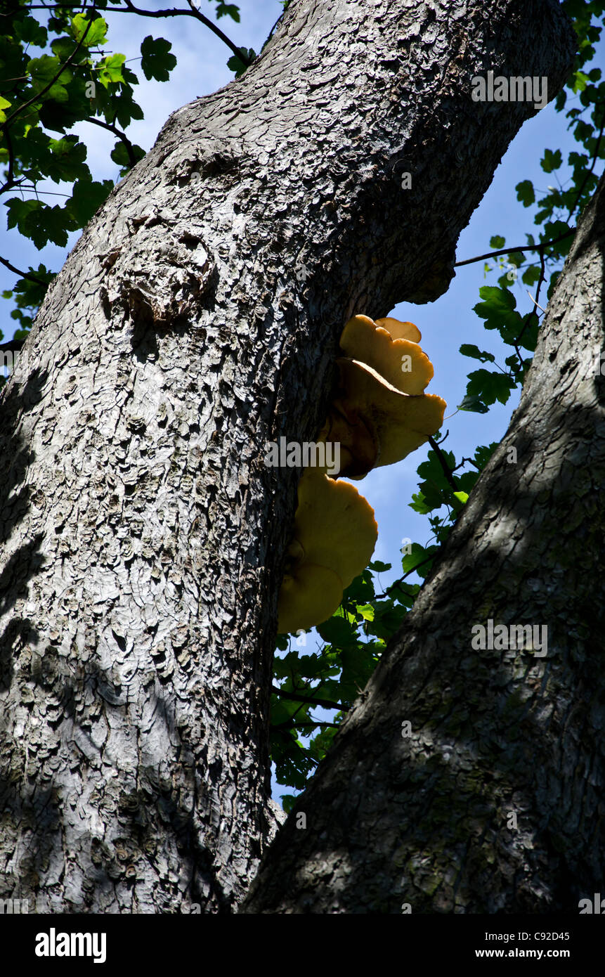 Large yellow fungus growing on a tree in Central Edinburgh, Scotland Stock Photo
