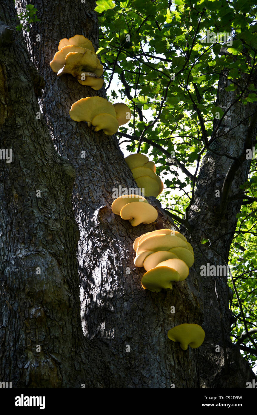 Large yellow fungus growing on a tree in Central Edinburgh, Scotland Stock Photo