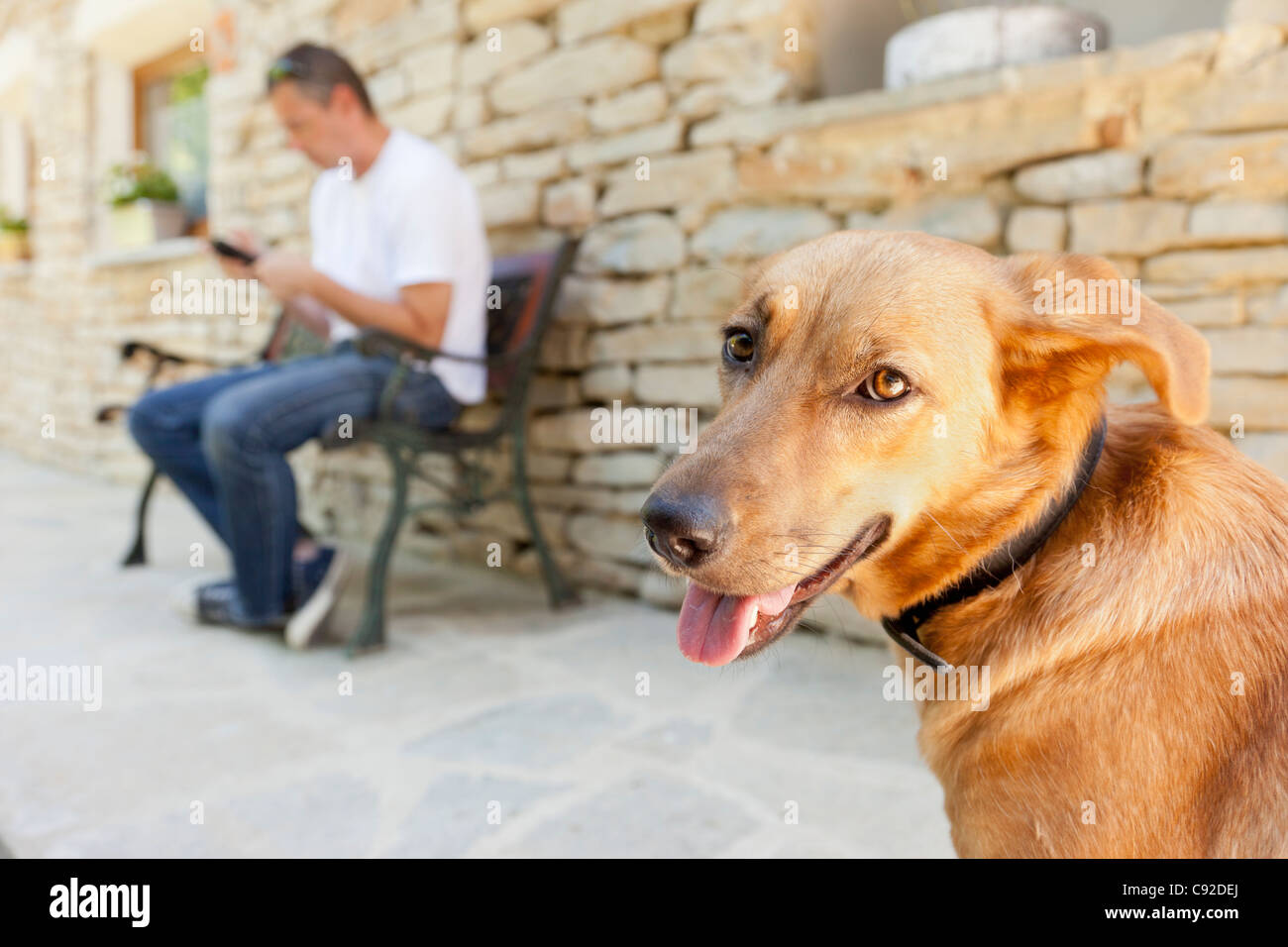 Close up of dog's panting face Stock Photo