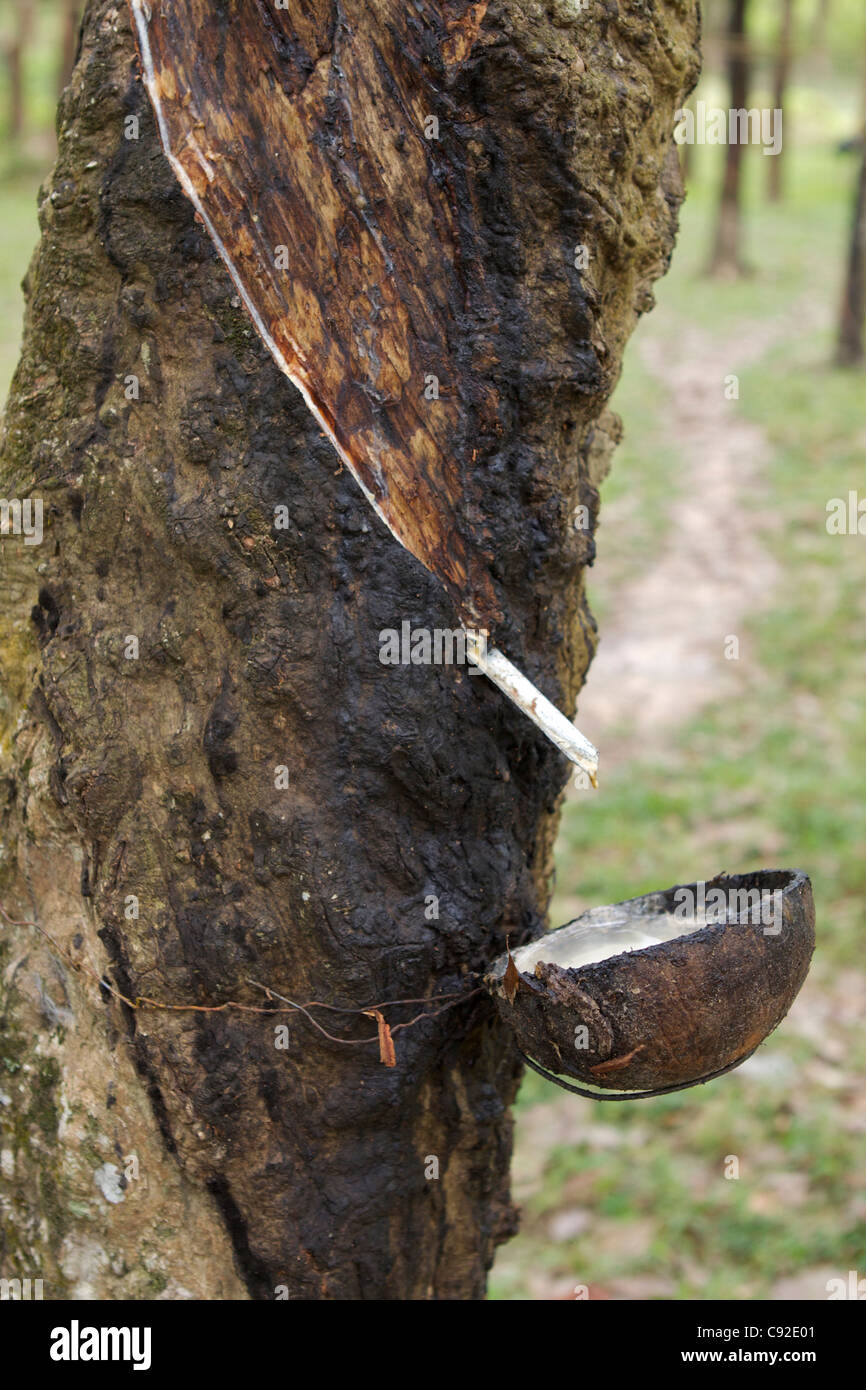 Para Rubber harvesting is one of the main industries on the island of Koh Yao Noi. A Para Rubber tree (from the Euphorbiaceae Stock Photo