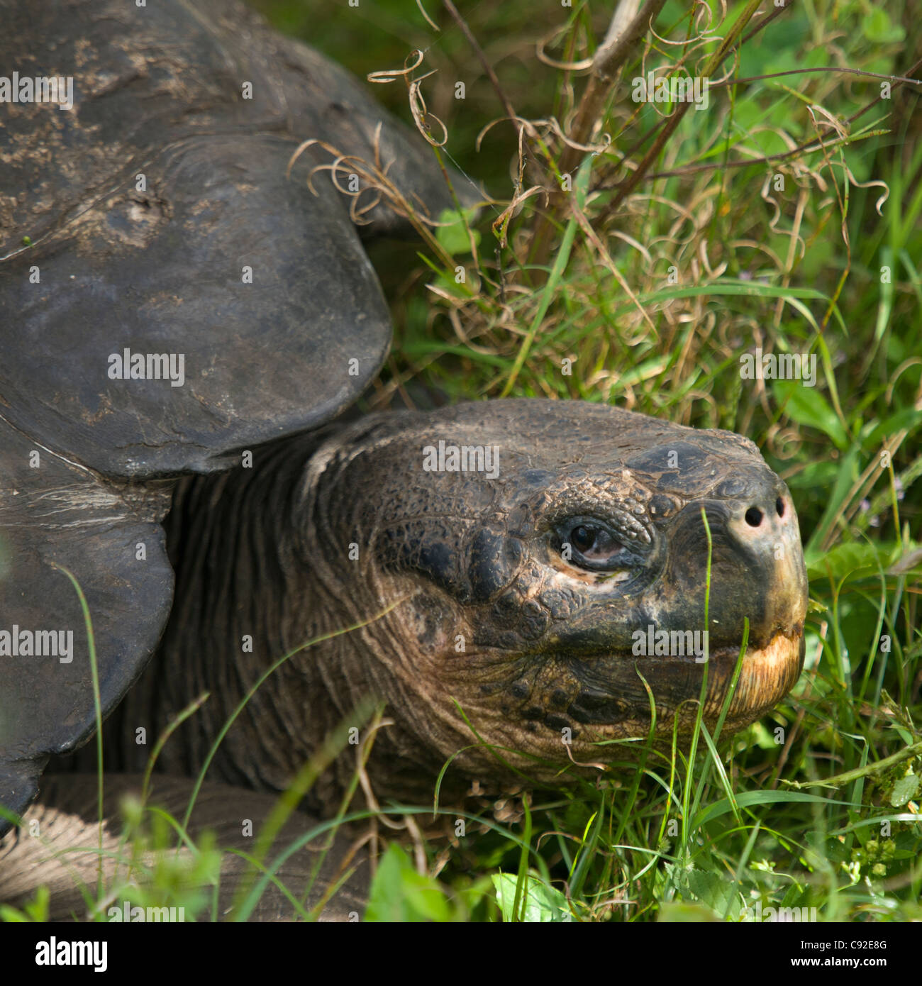Giant tortoise, Santa Cruz Island, Galapagos Islands, Ecuador Stock