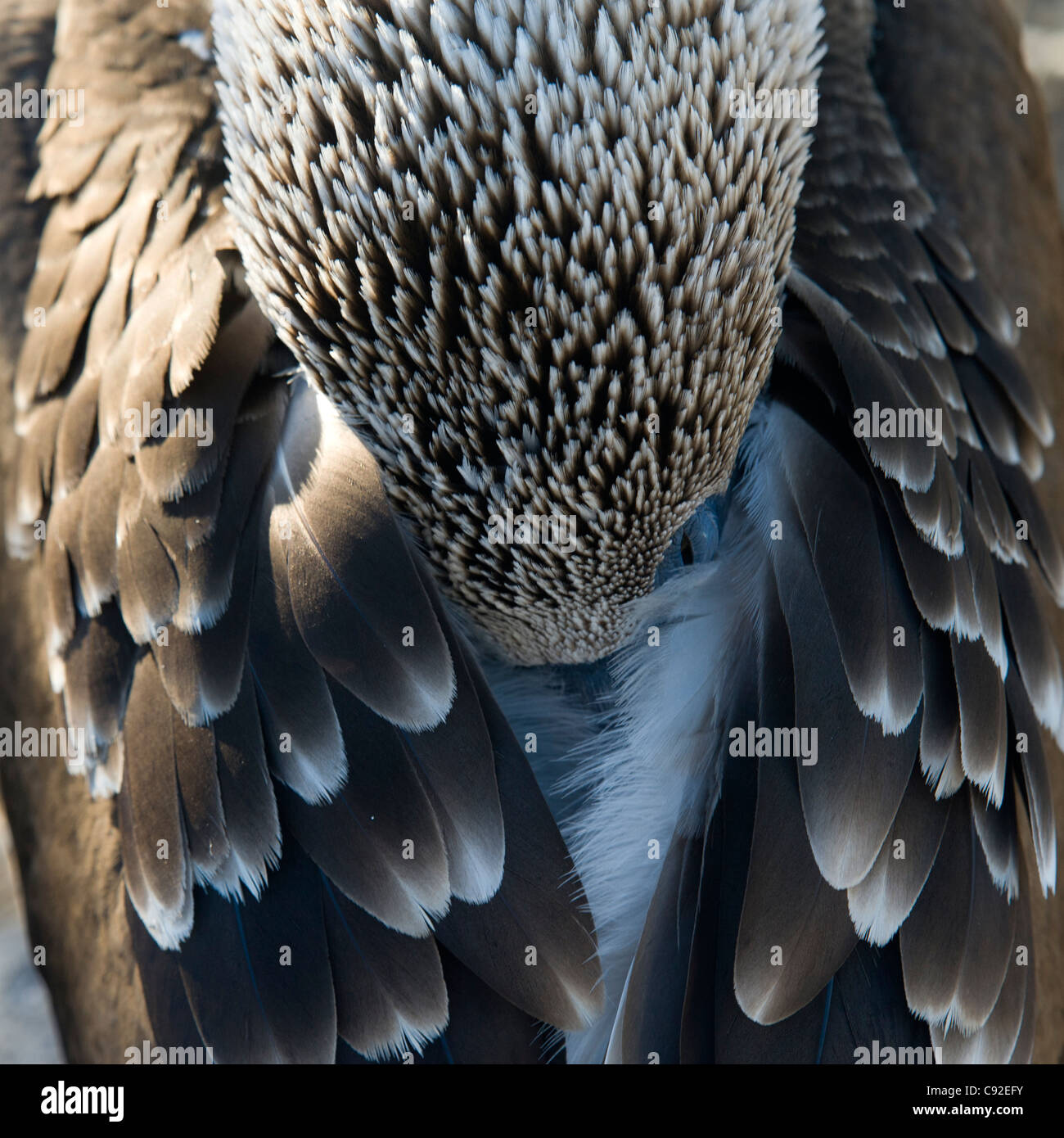 Blue-Footed booby (Sula nebouxii), Punta Suarez, Espanola Island, Galapagos Islands, Ecuador Stock Photo