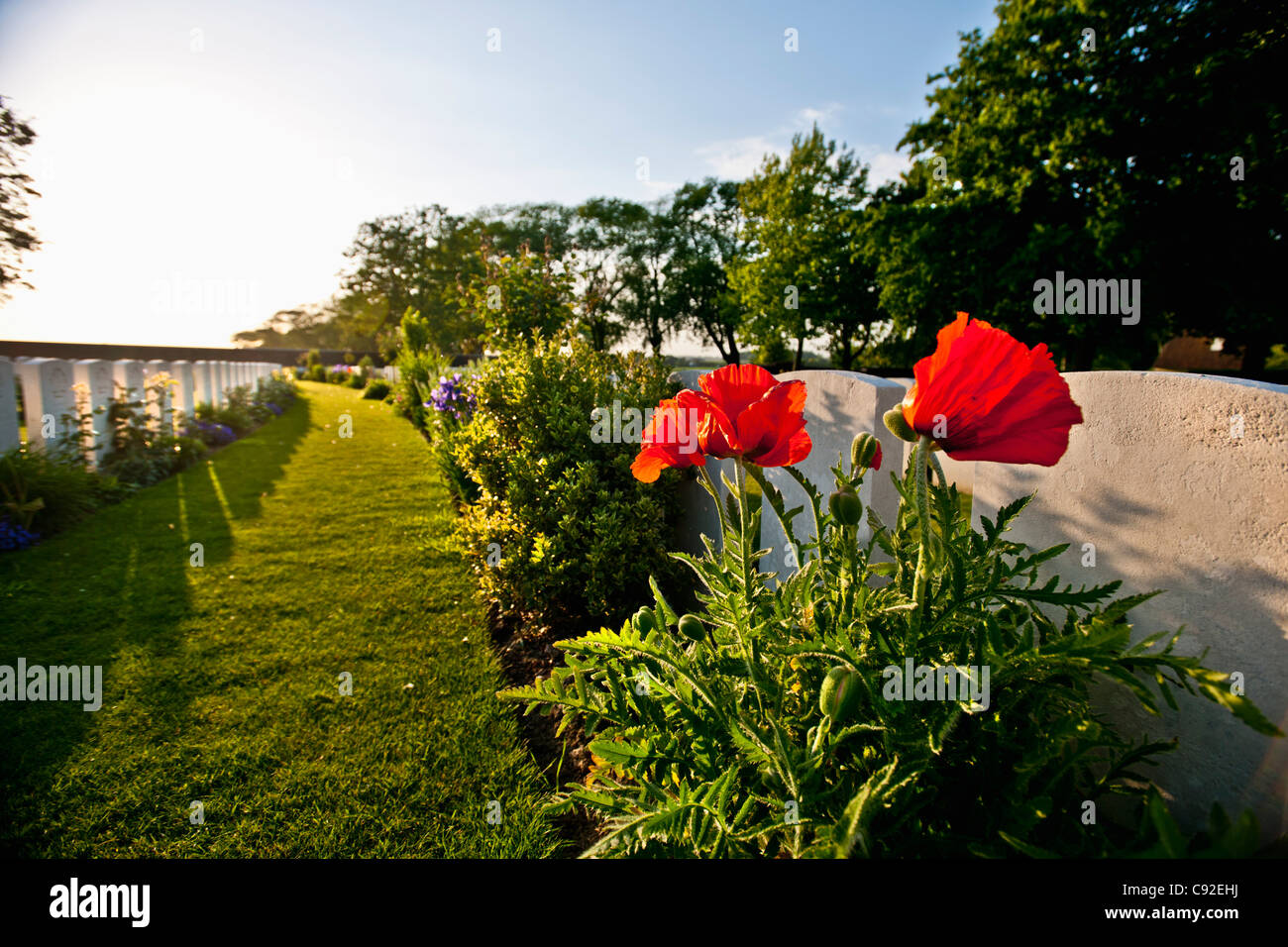 Close up of flowers growing on graves Stock Photo Alamy