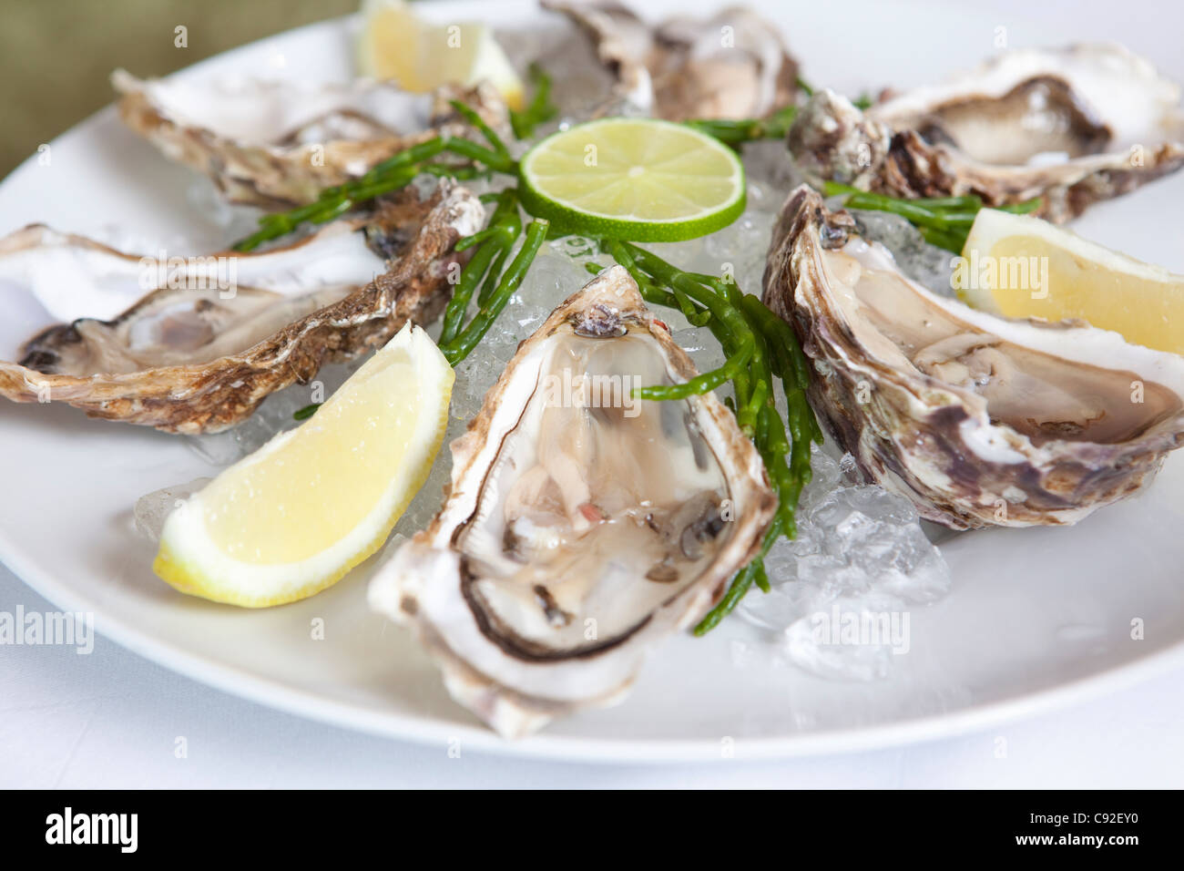 Close up of oysters on half shell Stock Photo Alamy