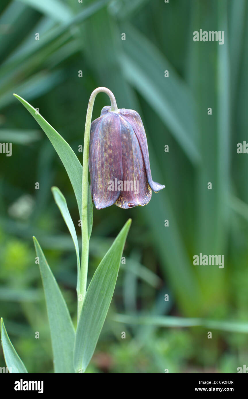 Fritillaria pyrenaica (Pyrenean Snakeshead) flower in the mountains of the Pyrenees in June. Stock Photo