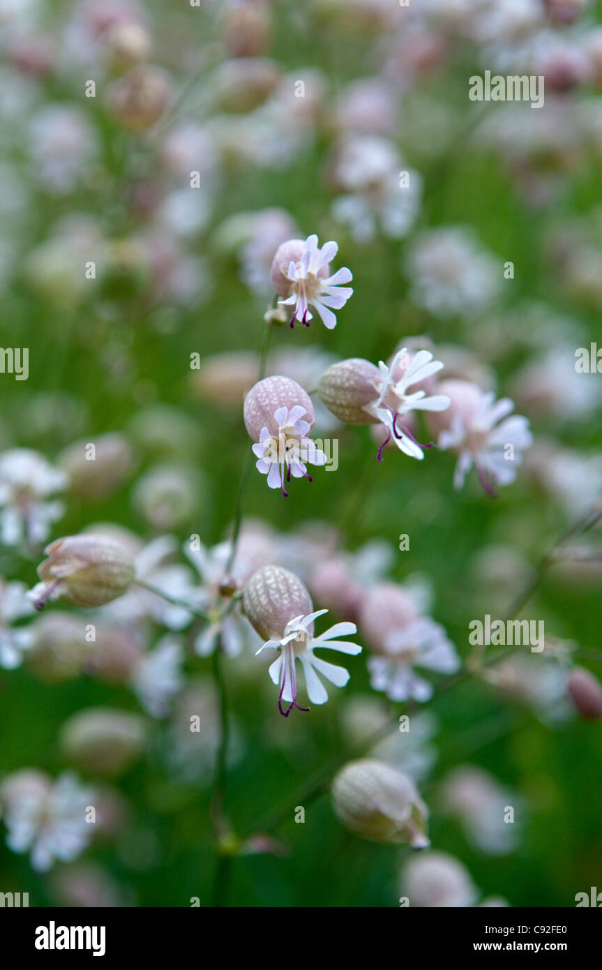 Bladder campion,Silene vulgaris flowers profusely in the grass of the Pyrenees in summer. Stock Photo