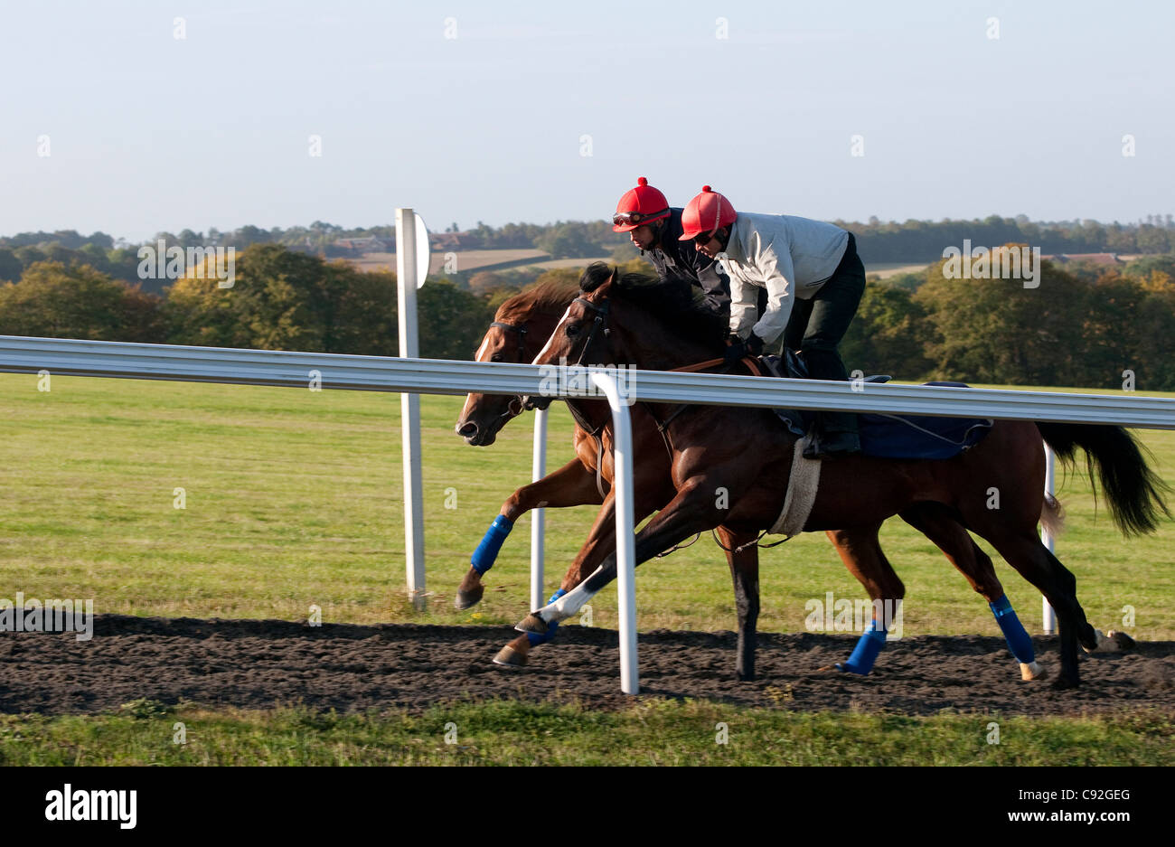 race horse training, newmarket, suffolk, england Stock Photo Alamy