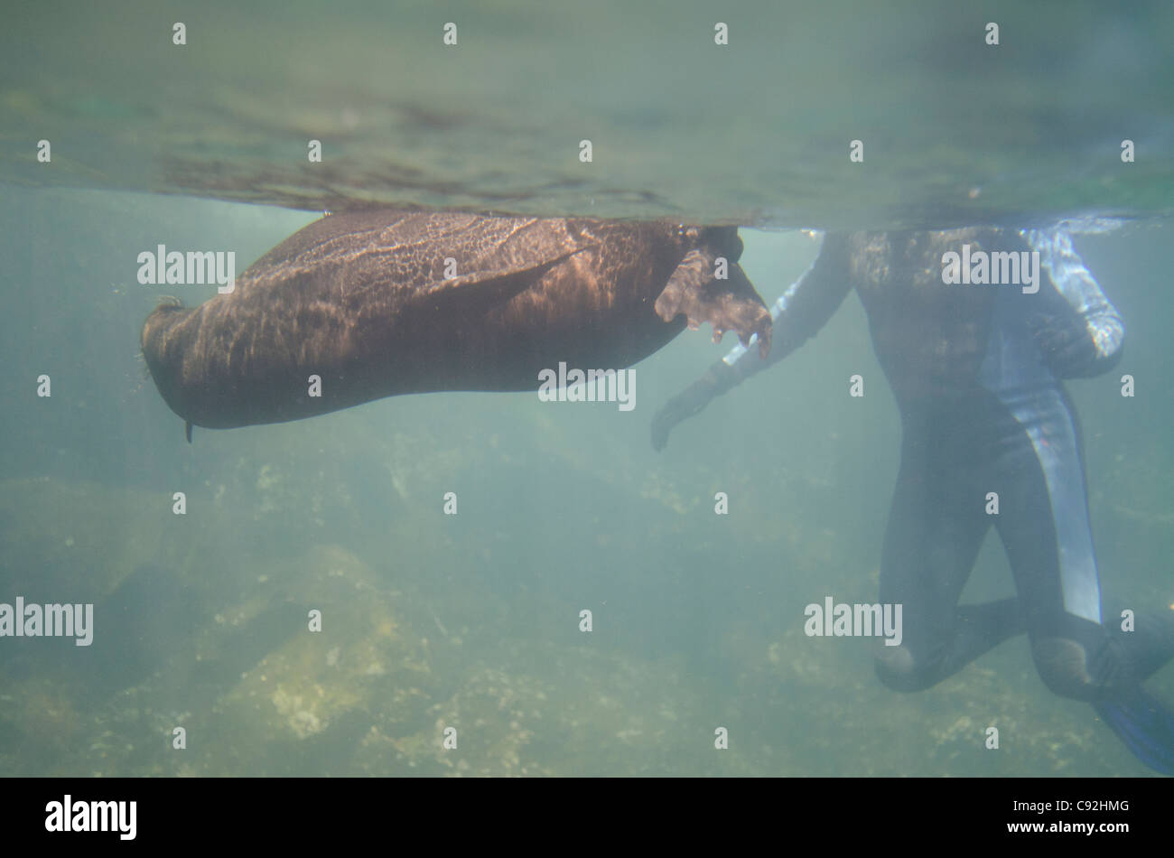 Galapagos Underwater Stock Photo