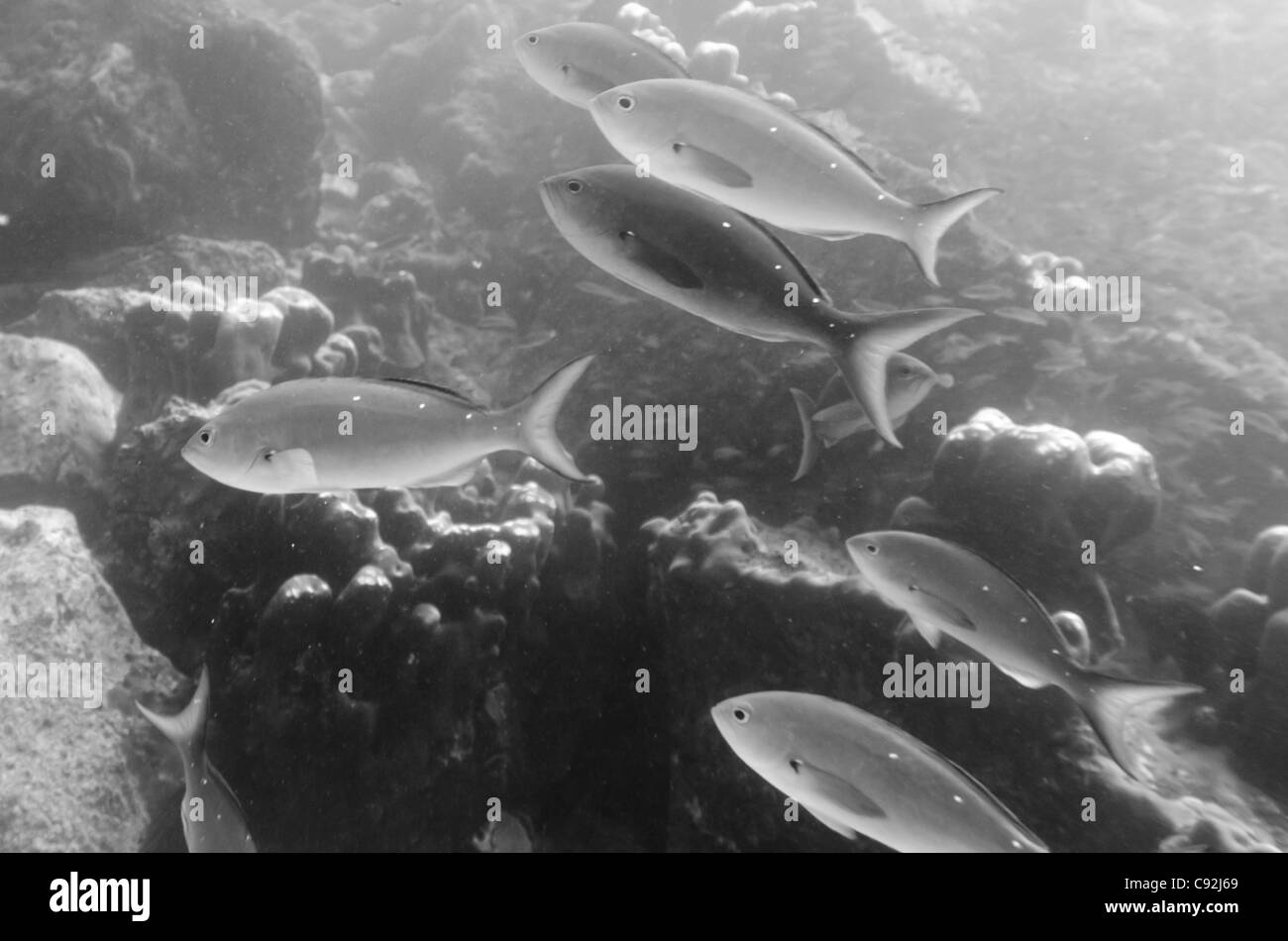 School of fish swimming underwater, Santa Cruz Island, Galapagos Islands, Ecuador Stock Photo