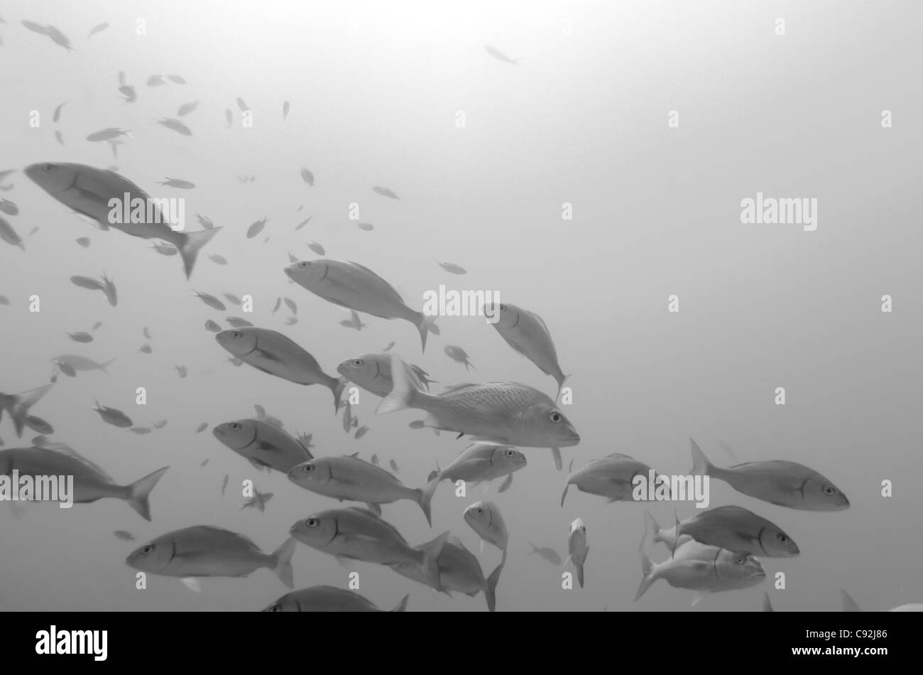 School of fish swimming underwater, Santa Cruz Island, Galapagos Islands, Ecuador Stock Photo