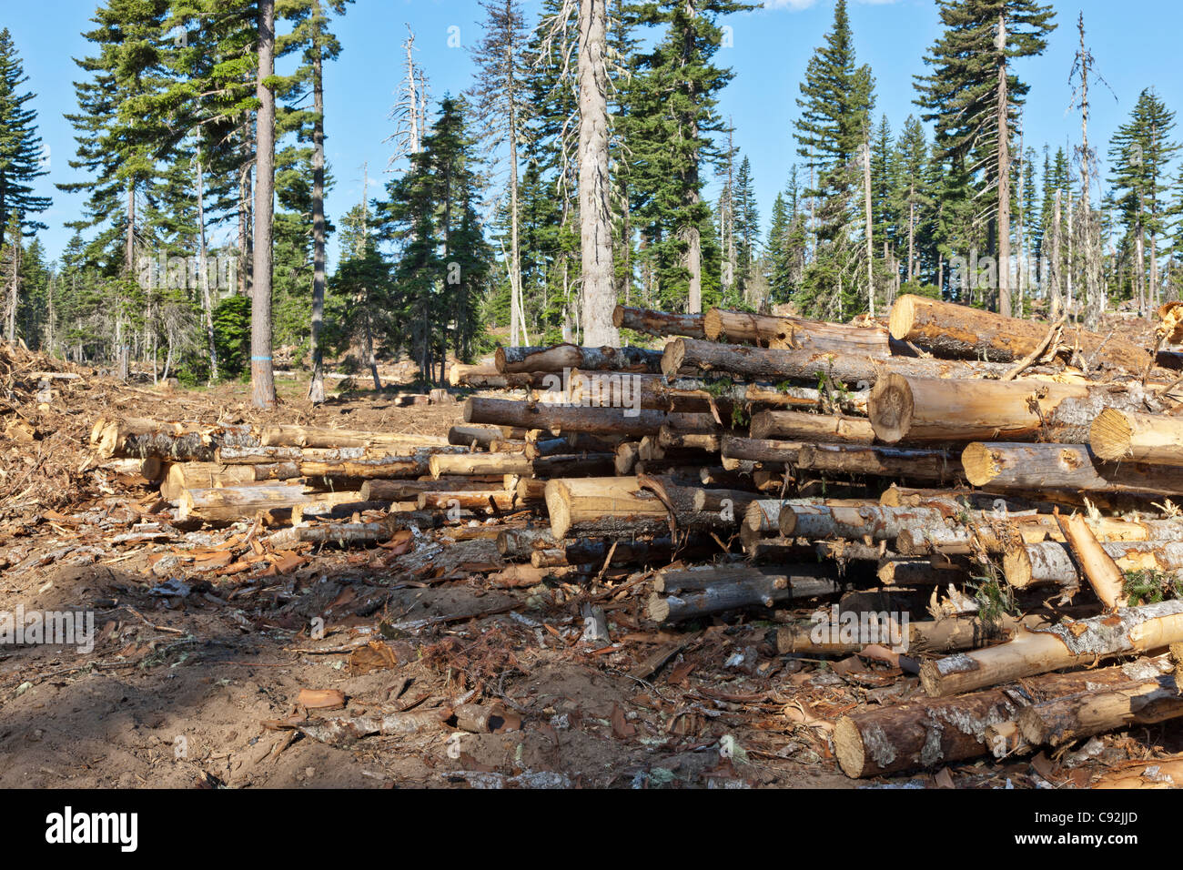 Forest, logging site 'White Fir',  Ponderosa Pine & Douglas Fir. Stock Photo