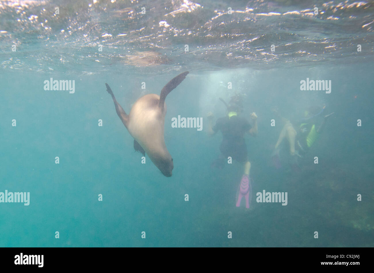 Galapagos Underwater Stock Photo