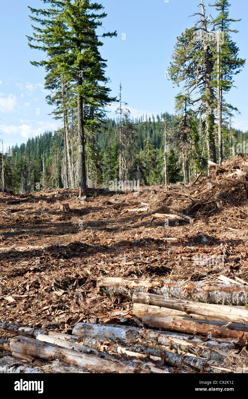 Forest, logging site 'White Fir',  Ponderosa Pine & Douglas Fir. Stock Photo