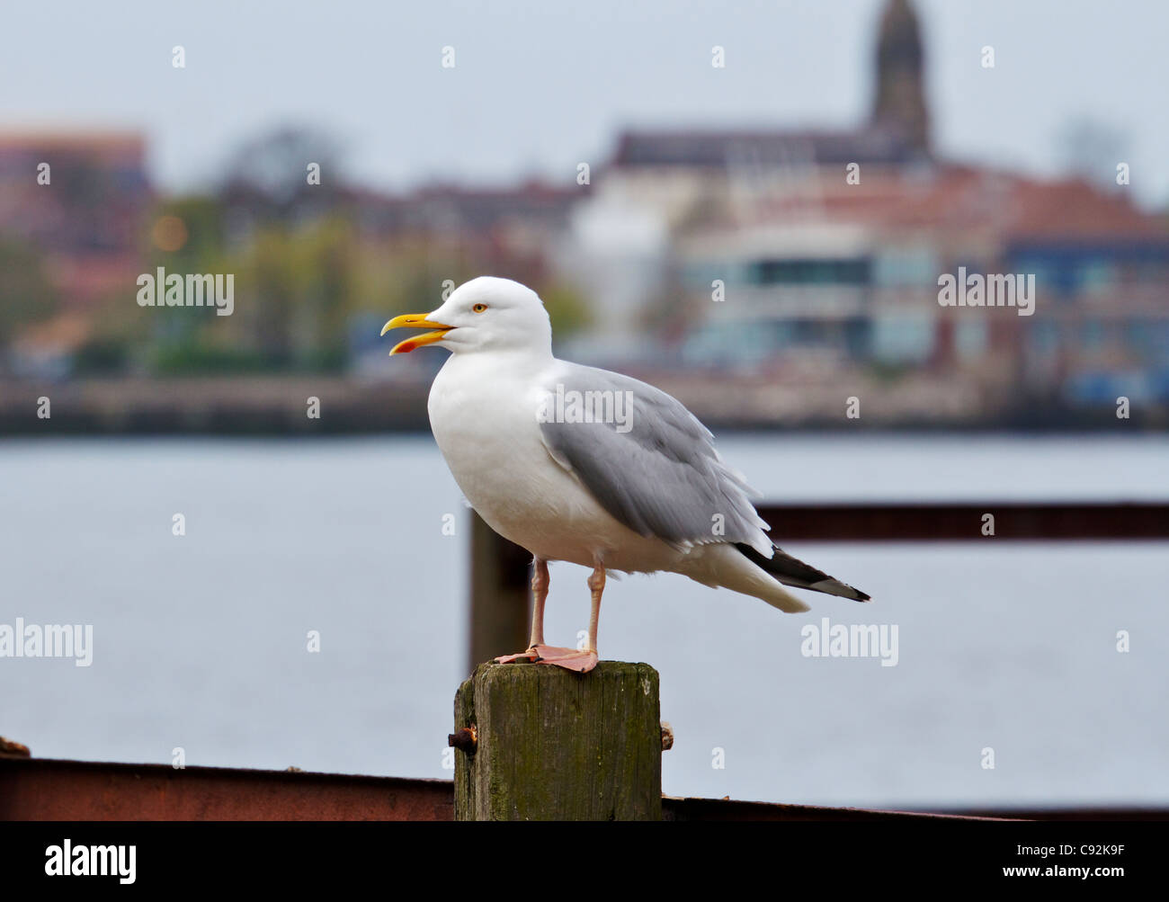 Herring Gull perched on old Landing stage. Liverpool, Merseyside,England UK April 2011 Stock Photo