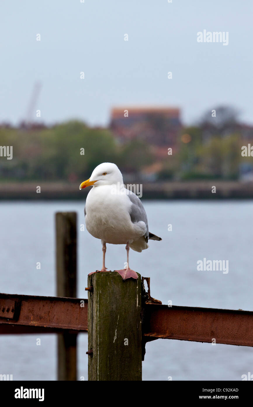 Herring Gull perched on old Landing stage. Liverpool, Merseyside,England UK April 2011 Stock Photo