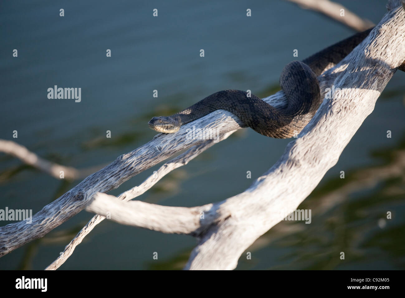 Venomous snake commonly known as a water moccasin (Agkistrodon piscivorus) suns itself on a